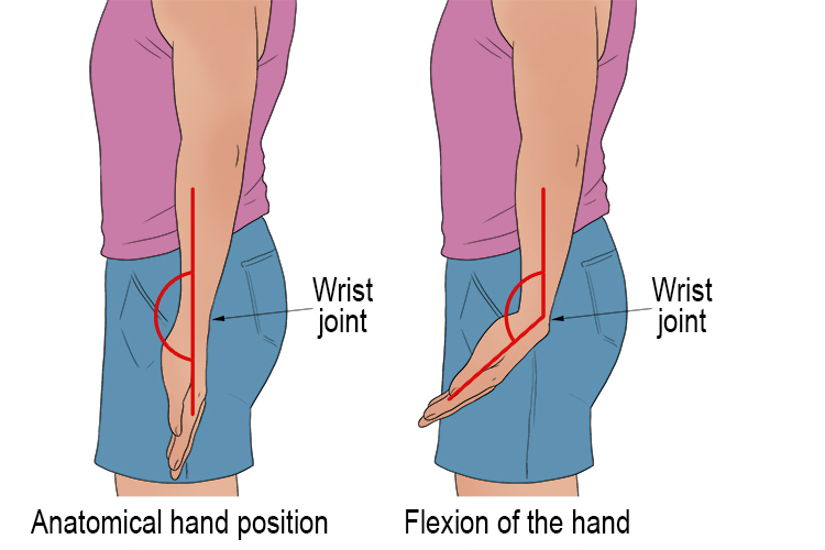 Hand or wrist flexion occurs when the angle of the palm of your hand and the forearm (ulna/radius bone) decrease.